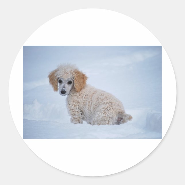 Sticker Rond Chiot de caniche blanc précieux dans la neige (Devant)