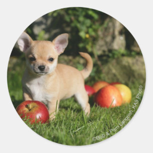 Sticker Rond Chiot de chiwawa avec des pommes