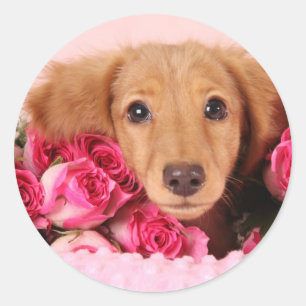 Sticker Rond Chiot de Dachshund Entouré de Roses
