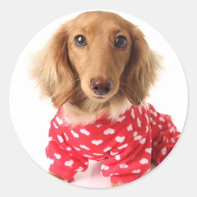 Sticker Rond Chiot de Dachshund portant l'tenue de Saint Valent (Devant)