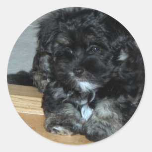 Sticker Rond Chiot de Havanese