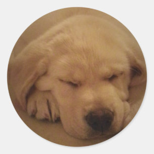 Sticker Rond Chiot de laboratoire jaune dormant