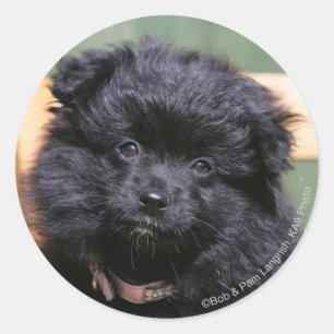 Sticker Rond Chiot de Poméranie Noire