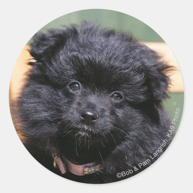 Sticker Rond Chiot de Poméranie Noire (Devant)