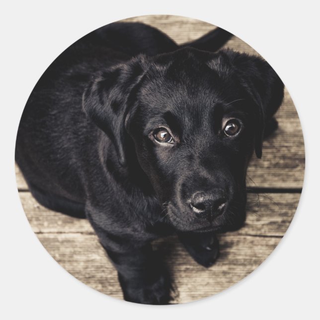 Sticker Rond Chiot de récupération du Labrador noir sur bois (Devant)