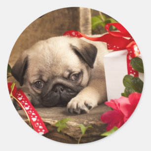 Sticker Rond Chiot et boîte-cadeau de carlin