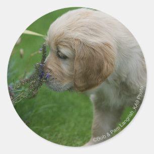 Sticker Rond Chiot Golden Retriever