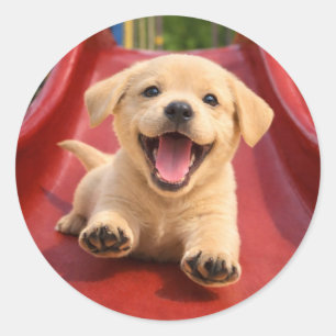 Sticker Rond Chiot Labrador jaune heureux glissant sur un tobog