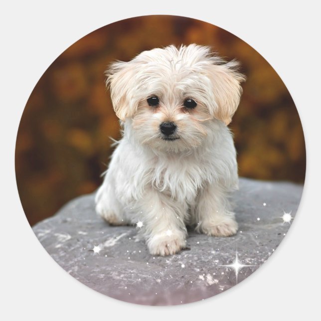 Sticker Rond Chiot Maltais...adorable (Devant)