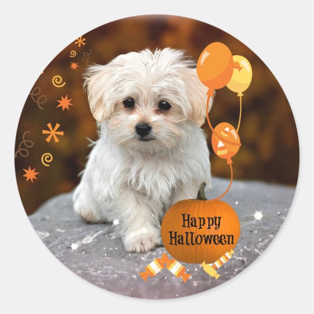 Sticker Rond Chiot maltais célèbre Halloween (Devant)