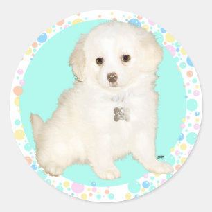 Sticker Rond Chiot mélange Poodle / Bichon célèbre la vie