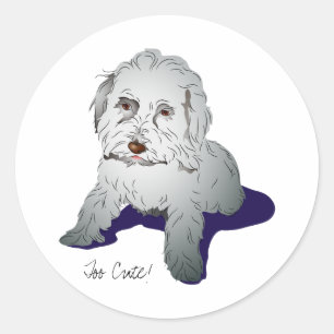 Sticker Rond Chiot mignon de Maltipoo