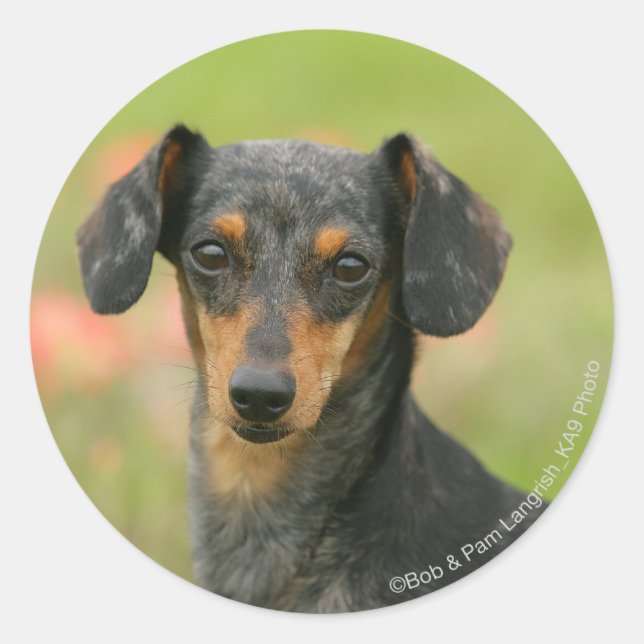 Sticker Rond Chiot miniature à poil lisse en regard (Devant)