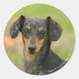 Sticker Rond Chiot miniature à poil lisse en regard