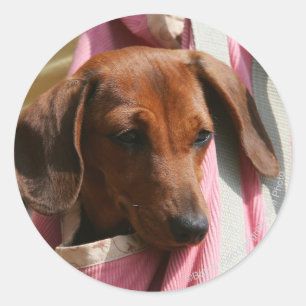 Sticker Rond chiot miniature Lisse-haired de teckel