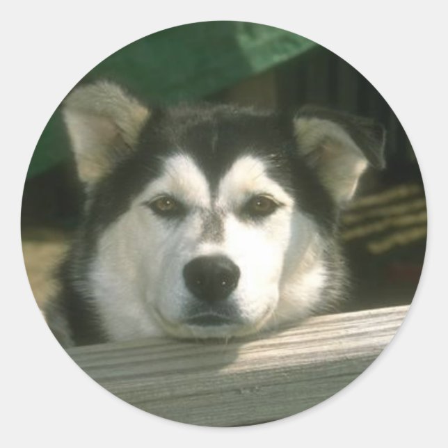 Sticker Rond Chiot triste (Devant)