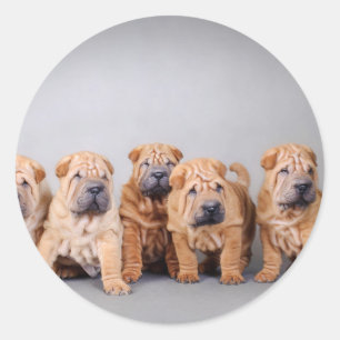Sticker Rond Chiots chinois Shar Pei