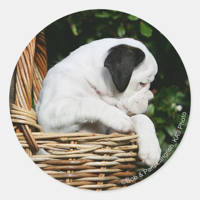 Sticker Rond Chiots de boîte dans le panier (Devant)