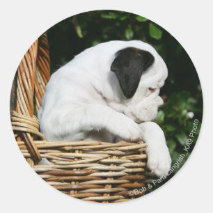 Sticker Rond Chiots de boxeur dans le panier