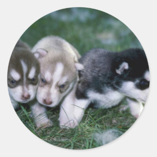 Sticker Rond Chiots de chien de traîneau sibérien, 3 semaines