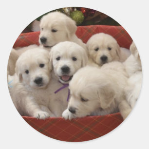 Sticker Rond Chiots heureux de golden retriever de vacances