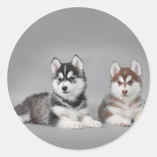 Sticker Rond Chiots husky sibériens (Devant)
