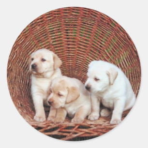Sticker Rond Chiots précieux