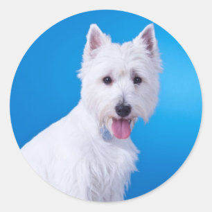 Sticker Rond Chiots West Highland White