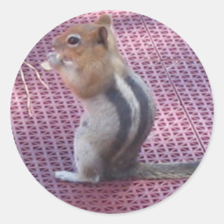 Sticker Rond Chipmunk