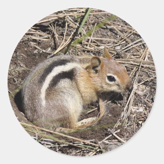 Sticker Rond Chipmunk (Devant)