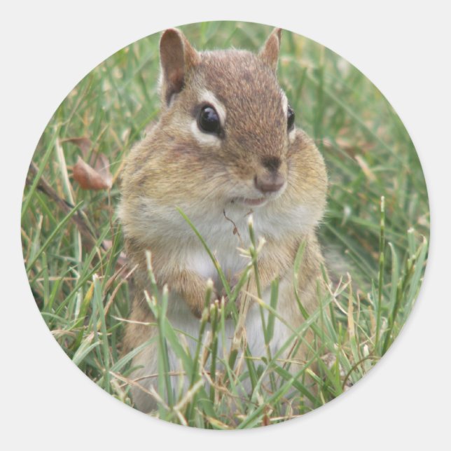 Sticker Rond Chipmunk cheeks (Devant)