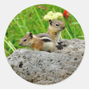 Sticker Rond Chipmunks