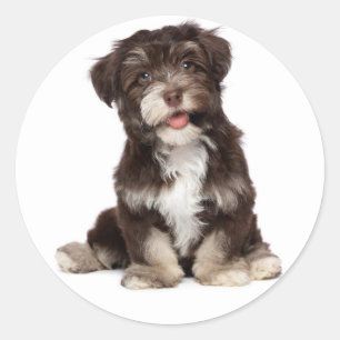Sticker Rond Chocolat Brown & Blanc Havanais Chien Chien Chien 