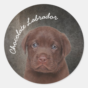 Sticker Rond Chocolat Labrador