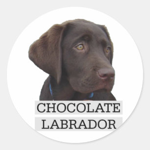 Sticker Rond Chocolat Labrador Design unique!