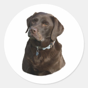 Sticker Rond Chocolate Labrador dog photo