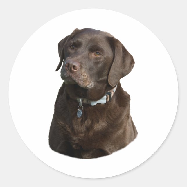 Sticker Rond Chocolate Labrador dog photo (Devant)