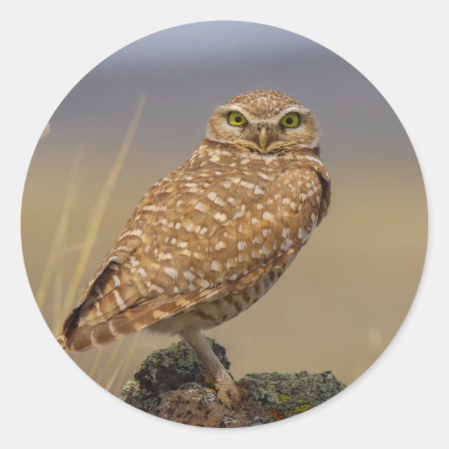 Sticker Rond chouette (Devant)