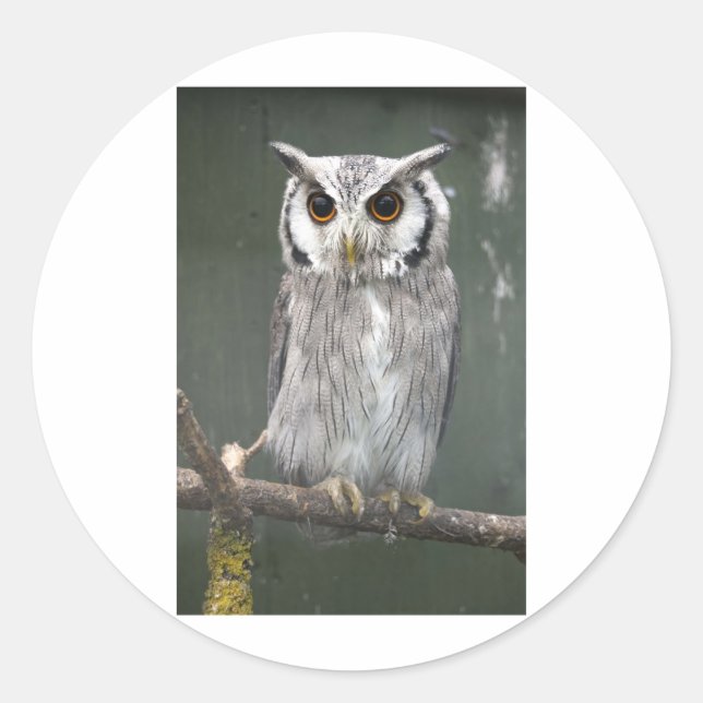Sticker Rond Chouette à visage blanc du sud (Devant)