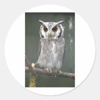 Sticker Rond Chouette à visage blanc du sud