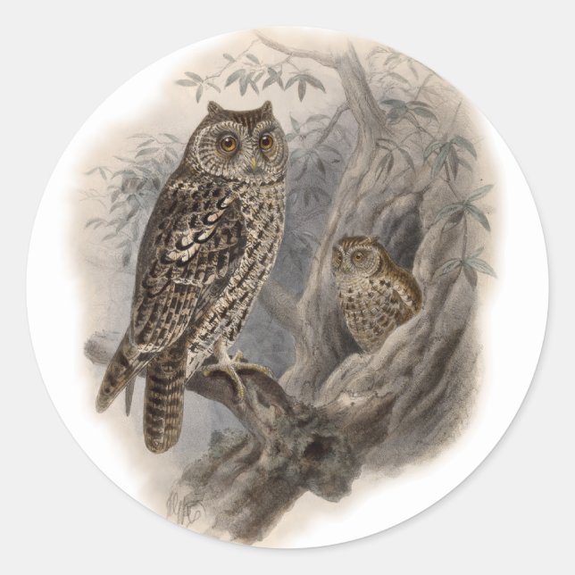 Sticker Rond Chouette Brown (Devant)