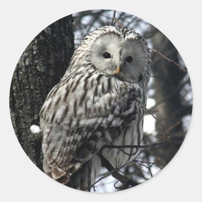Sticker Rond Chouette surveillée (Devant)