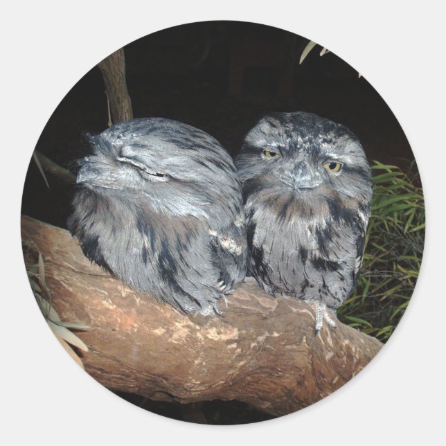 Sticker Rond Chouettes-Frogmouth endormies, (Devant)