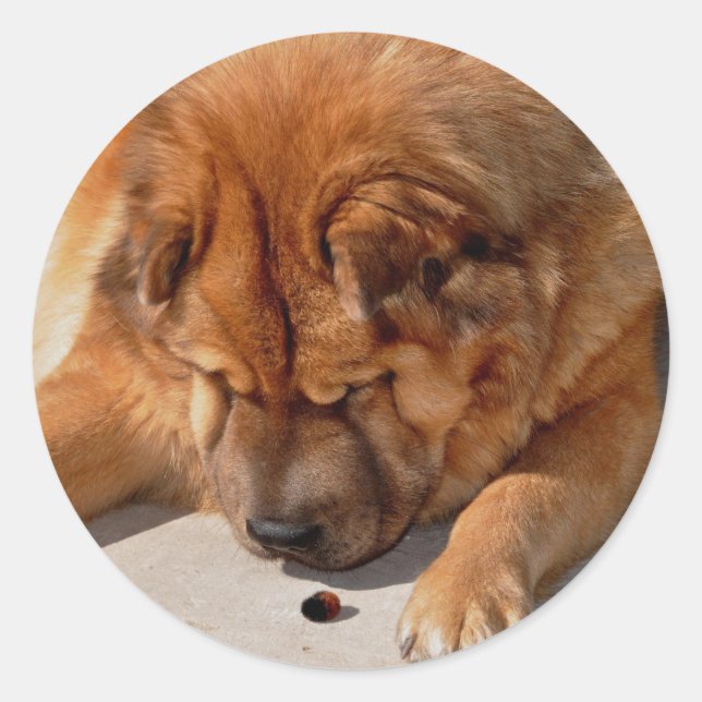 Sticker Rond Chow-chow Phat et ami (Devant)