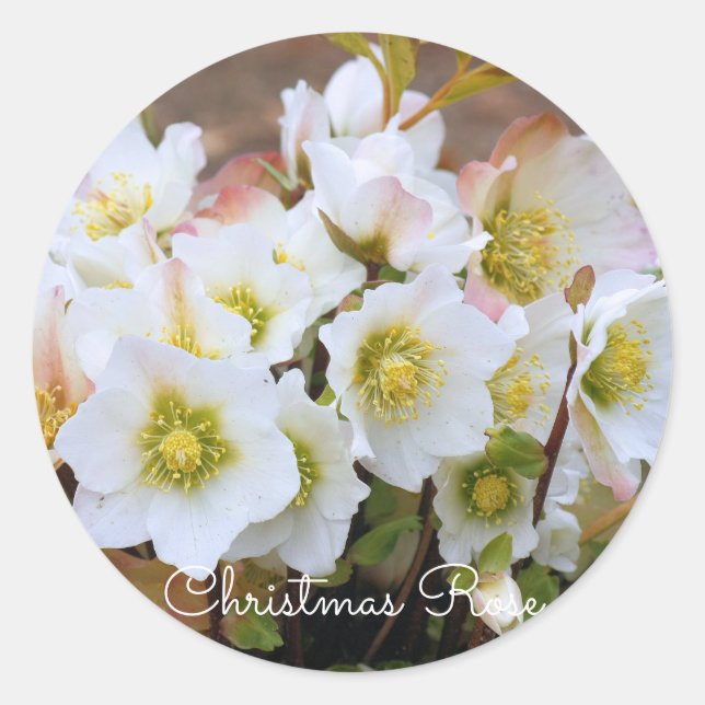 Sticker Rond Christmas Rose [Round Seal] (Devant)