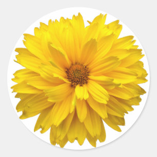 Sticker Rond Chrysanthème