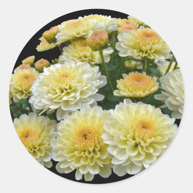 Sticker Rond Chrysanthèmes citron meringue (Devant)