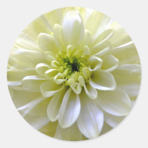 STICKER ROND CHRYSANTHEMUM