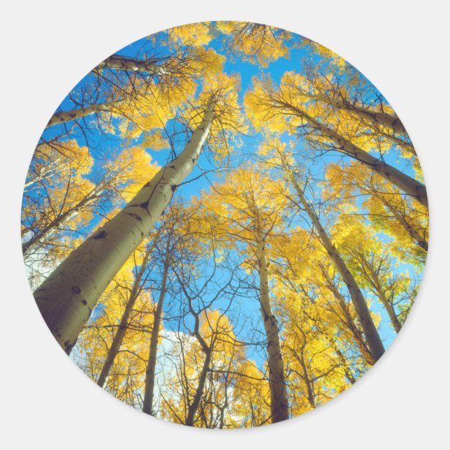 Sticker Rond Chute d'Aspen trees 2 (Devant)
