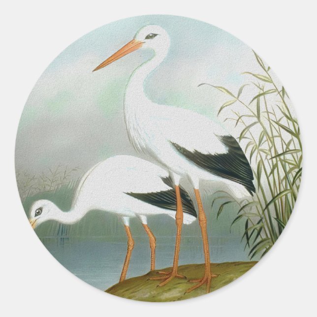 Sticker Rond cigogne blanche, illustrations d'oiseaux (Devant)
